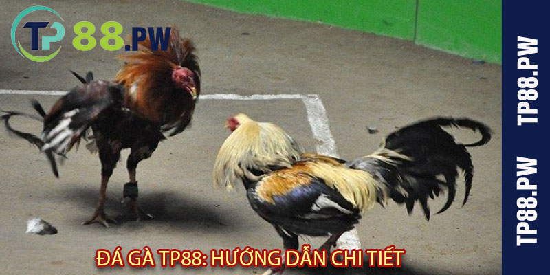 Đá Gà TP88: Hướng Dẫn Chi Tiết