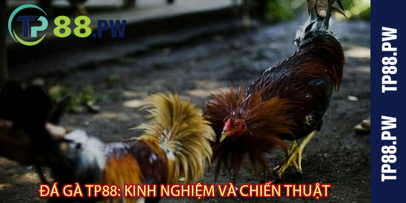 Đá Gà TP88: Kinh Nghiệm và Chiến Thuật